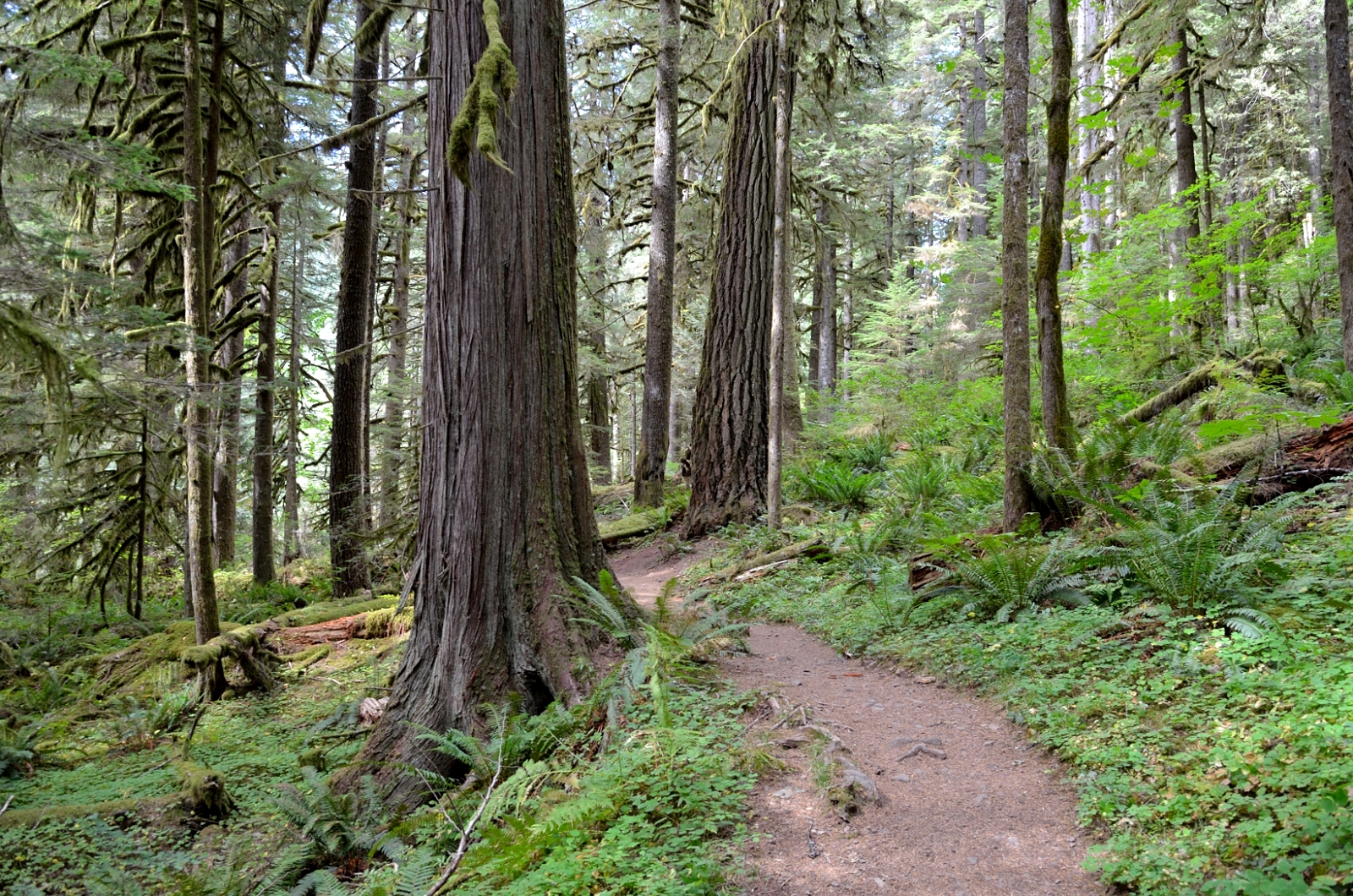 Salmon River Trail by Marielle Cowdin