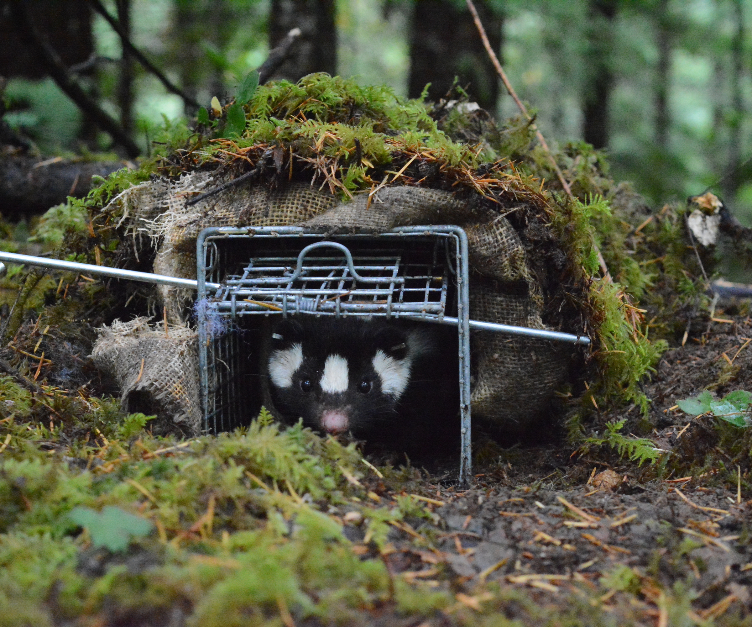 A spotted skunk peers out of a small cage in a forest