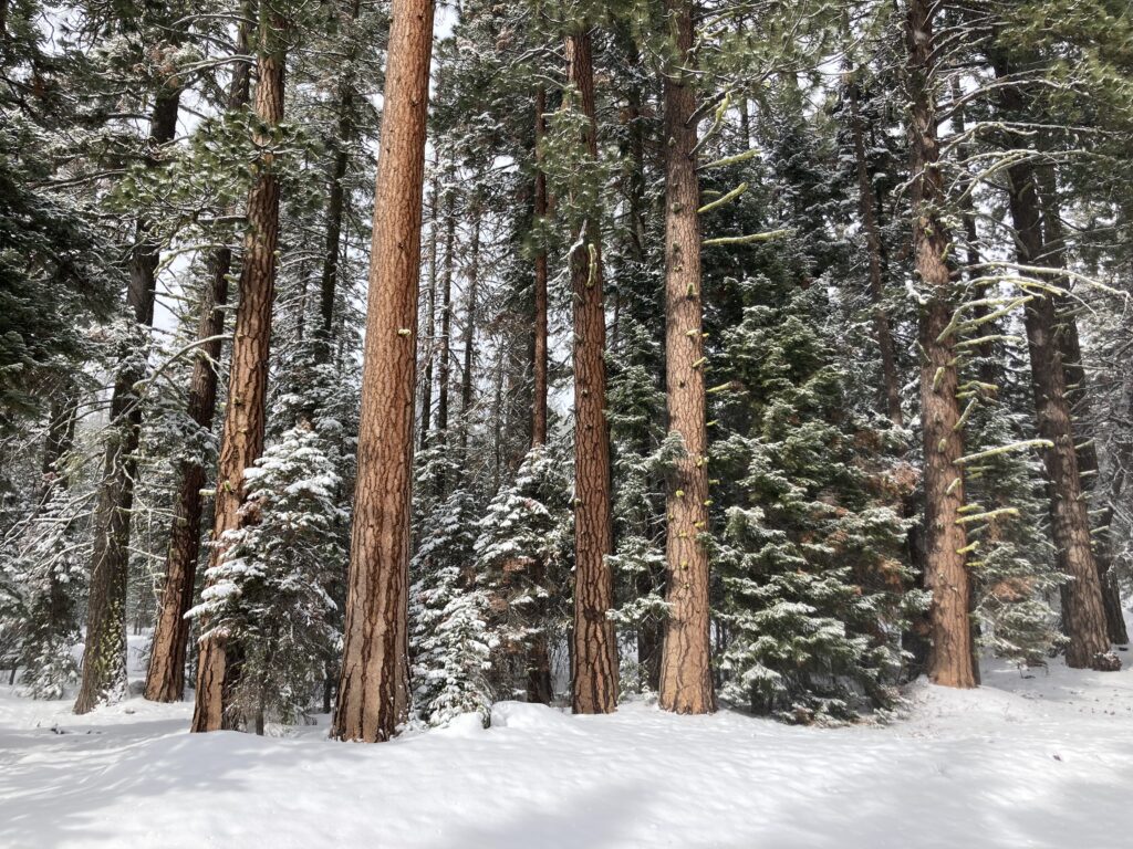 Central Oregon Snowshoeing