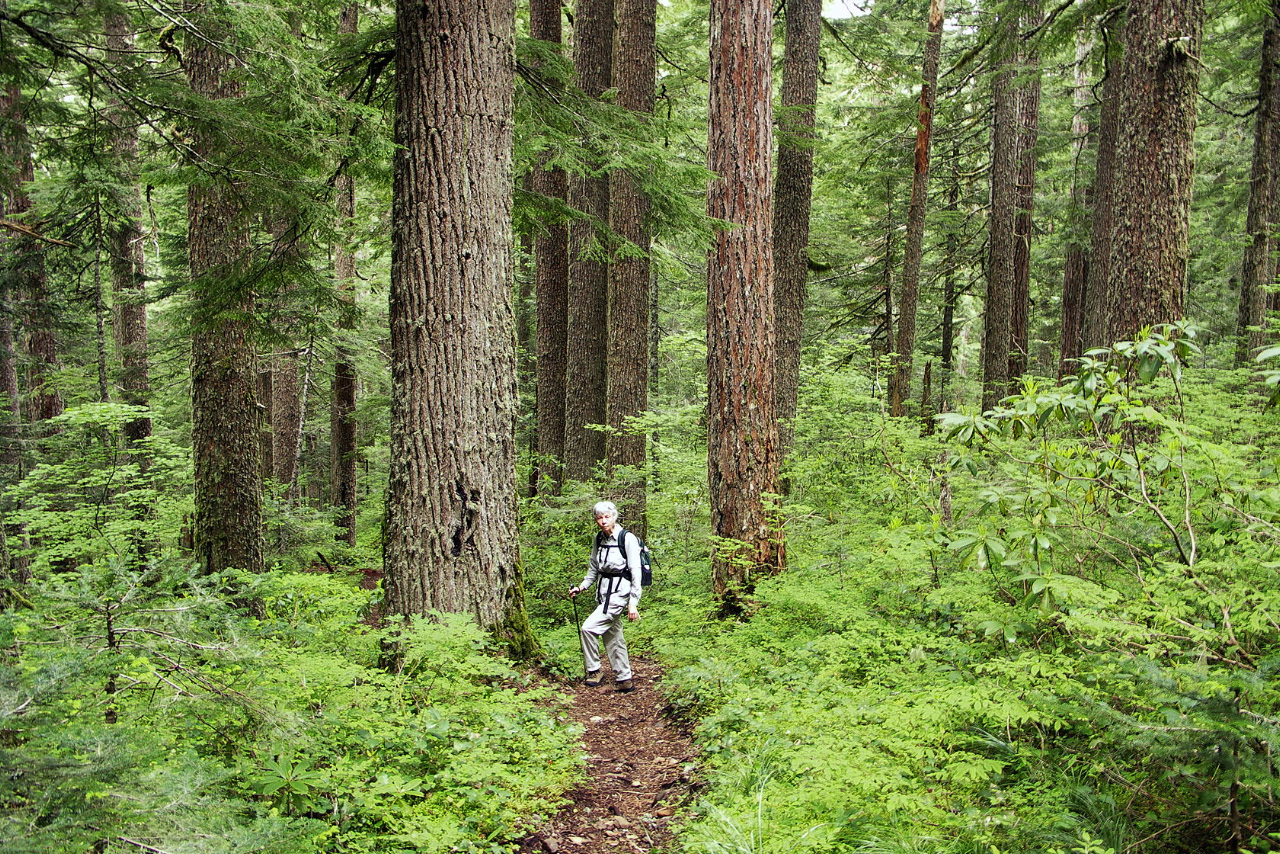 Larch Mountain Trail by Darryl Lloyd