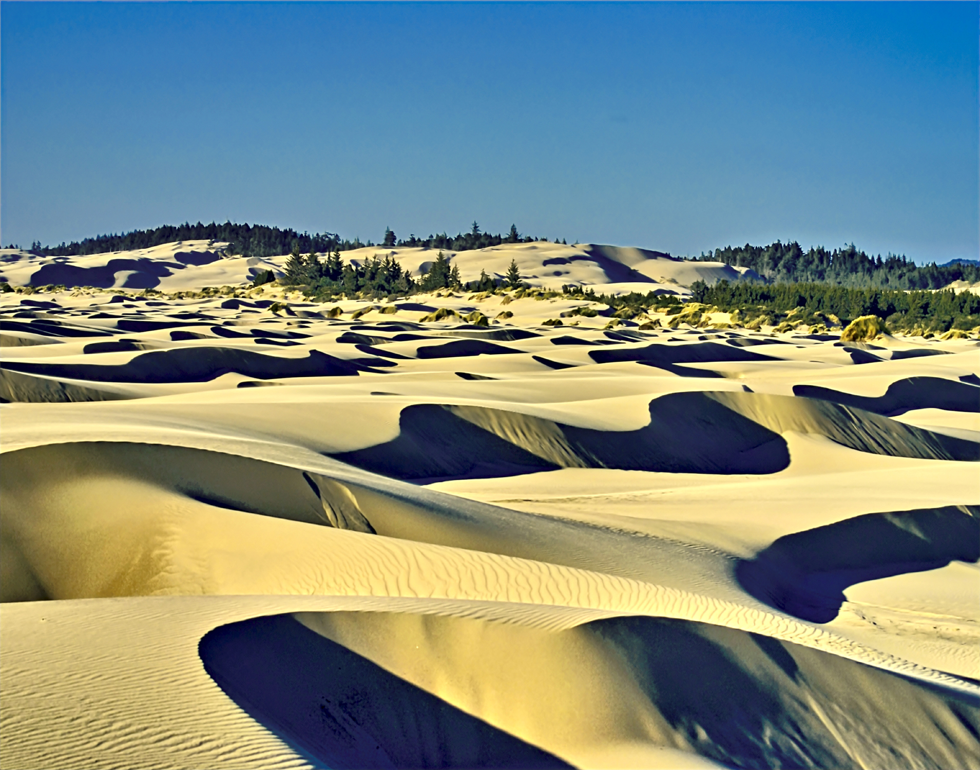 Rippling yellow stand of the Oregon dunes