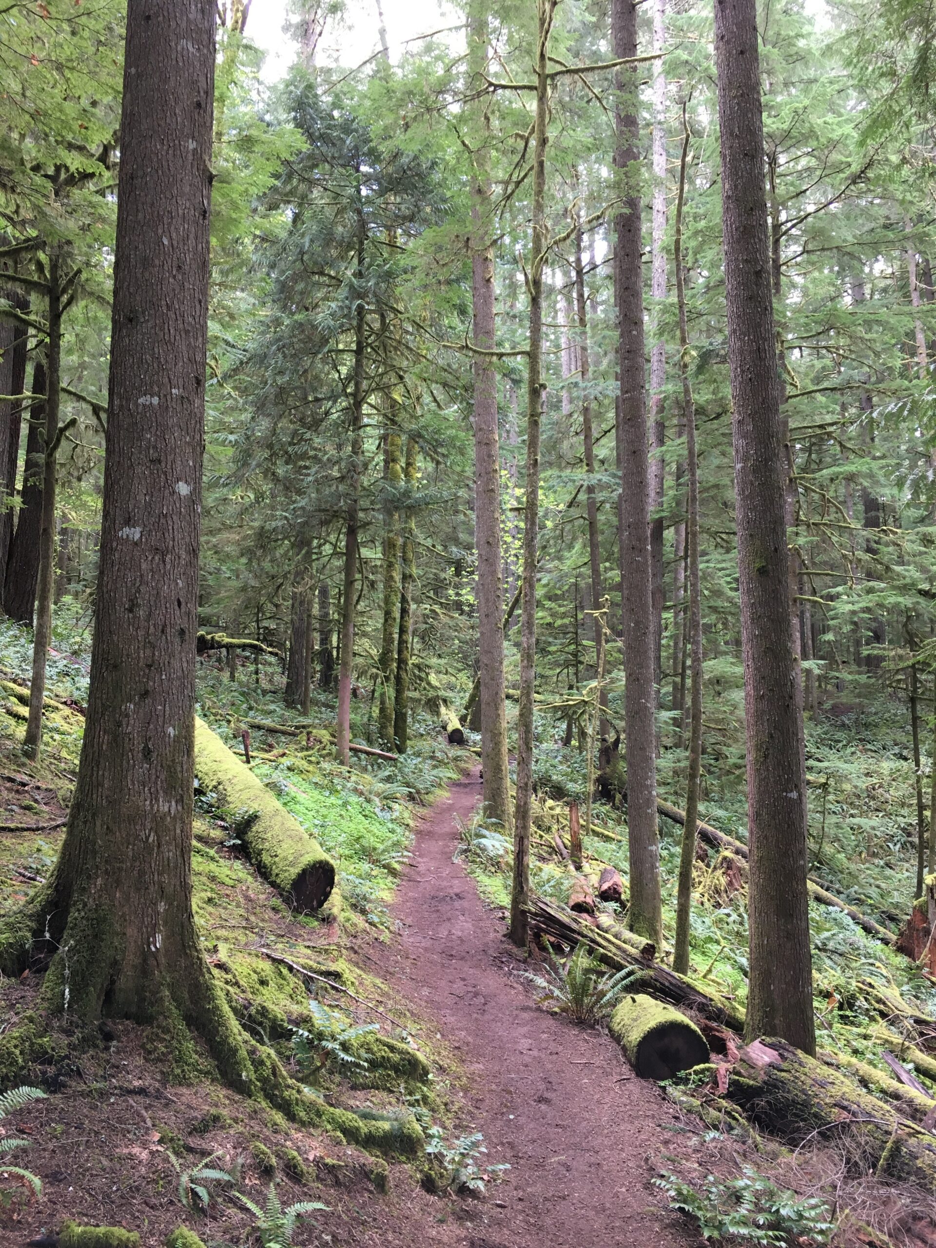 Forested trail by Chandra LeGue