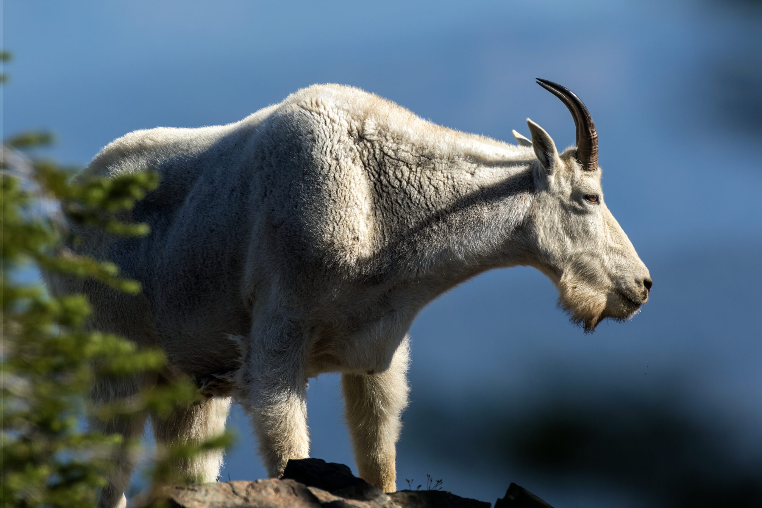 A mountain goat in the Elkhorn Mountains - photo by Drew Watson