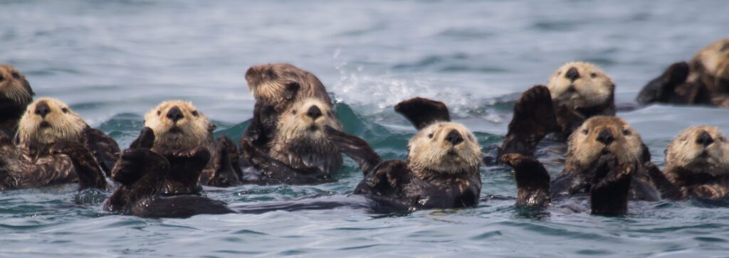 The Sea Otter Comeback: Reviving Oregon’s Marine Ecosystem