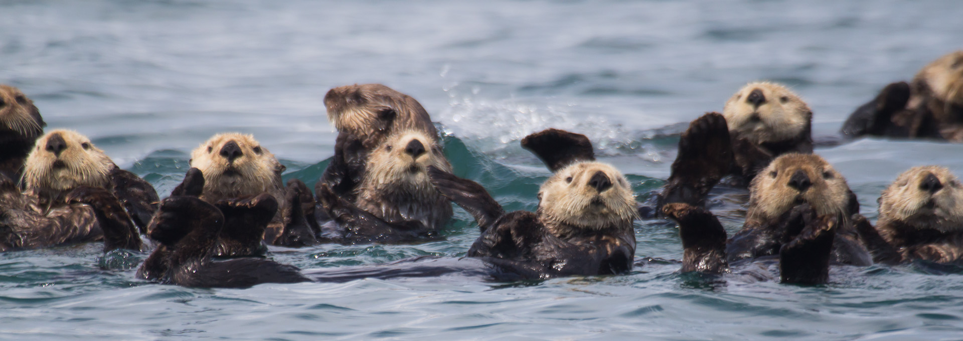 A raft of sea otters in the ocean with several of them looking toward the camera