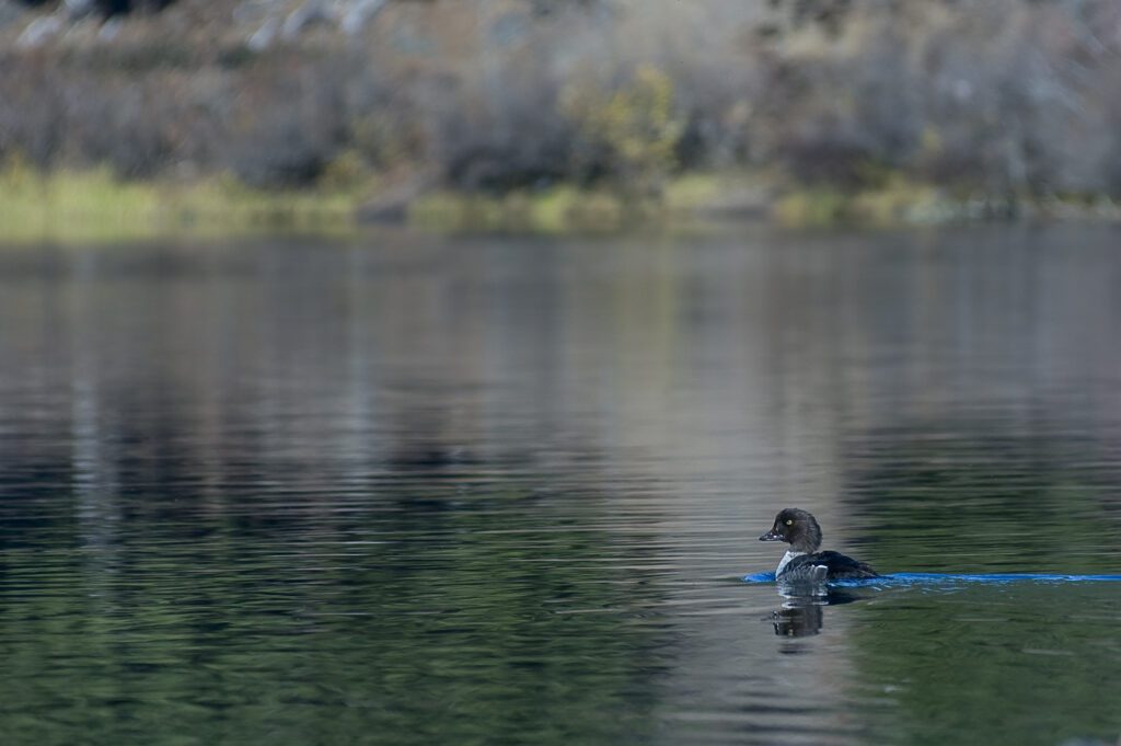 Clear Lake Bird Walk