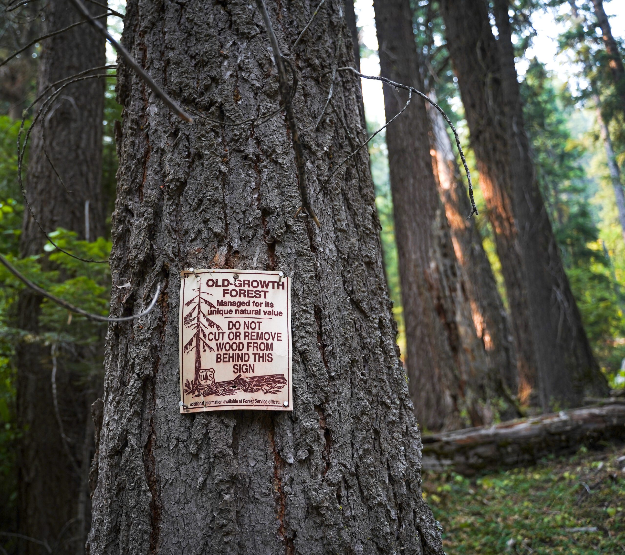 A sign declares an area of forests to be old-growth and off limits to logging. Large trees grow up in the background.