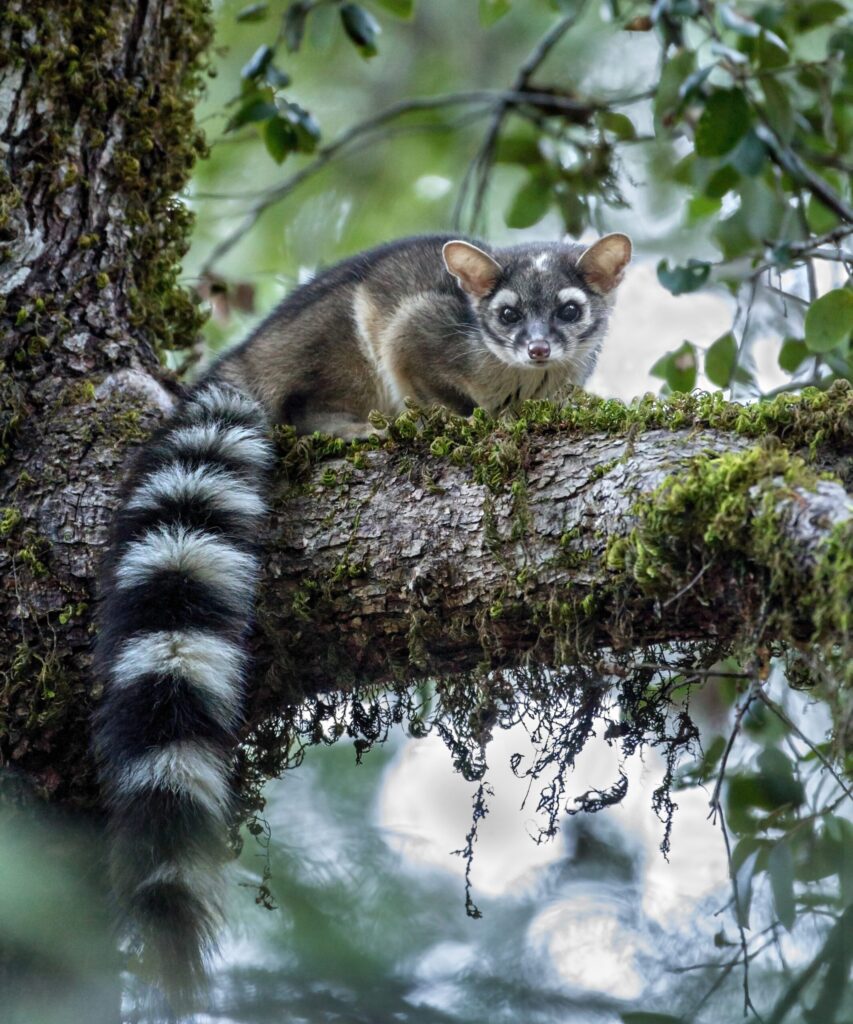 A ringtail - a small mammal with grey fur and a long bushy striped tail, sits on a mossy branch looking at the camera