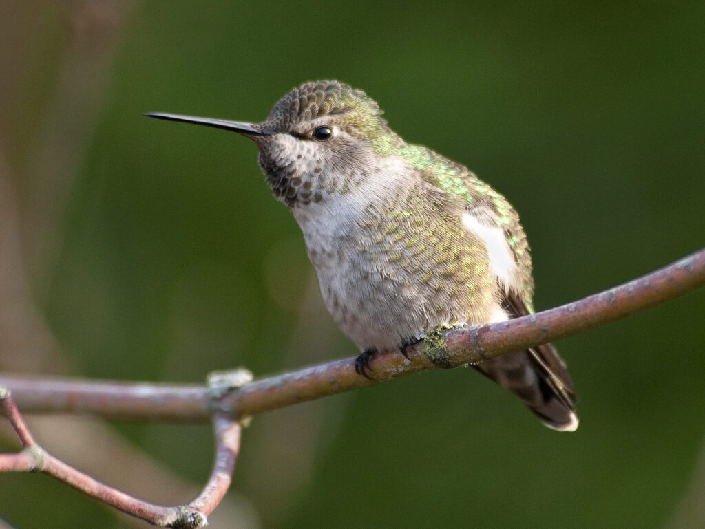 Unlocking the Secrets of Bird Song