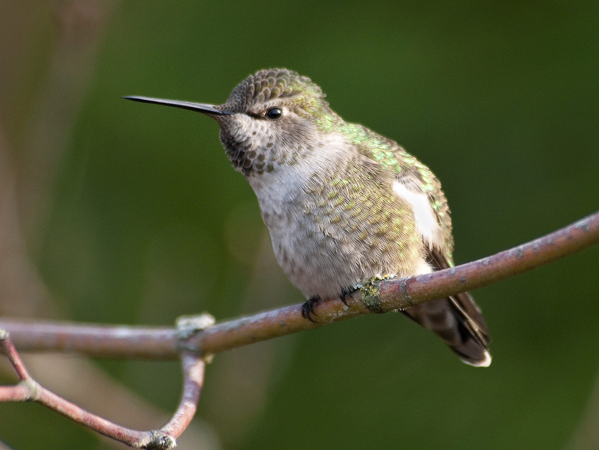 An iridescent green hummingbird sits on a twig looking to the left by Ken Campbell