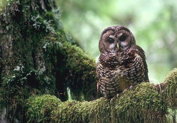 A spotted owl sits on a mossy branch looking at the camera