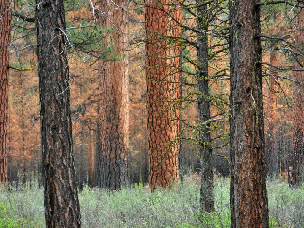 Large orange ponderosa pine trees grown from bright green grass by Brizz Meddings