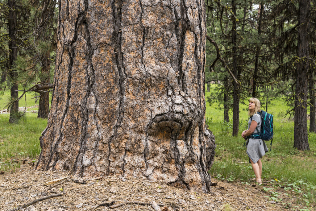 Wild Ochocos: Opportunities and threats to public lands in the Ochoco National Forest
