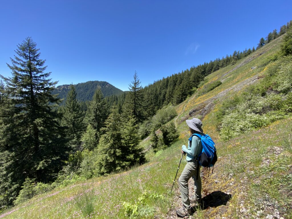Wildflower meadow in the Hardesty Mtn roadless area by Chandra LeGue