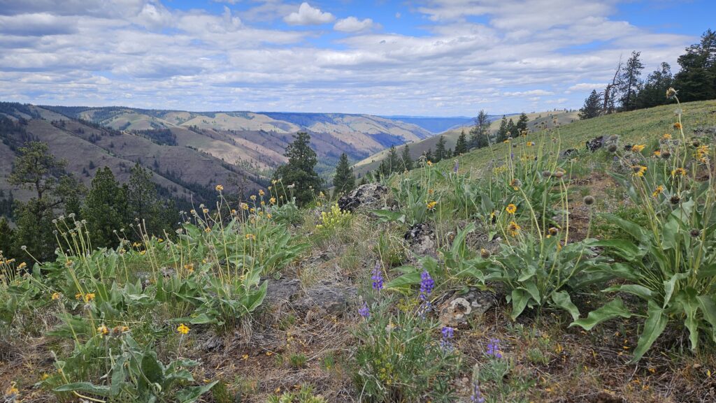 View of Joseph Canyon, by David Mildrexler