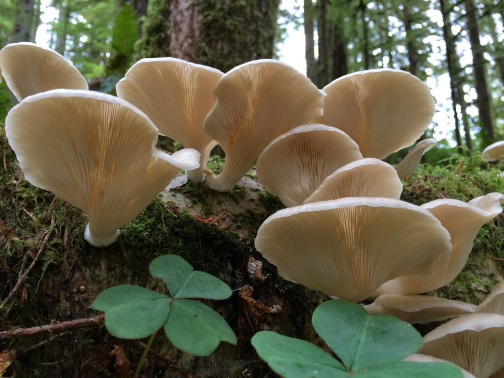 Alsea Falls Mushroom ID Outing