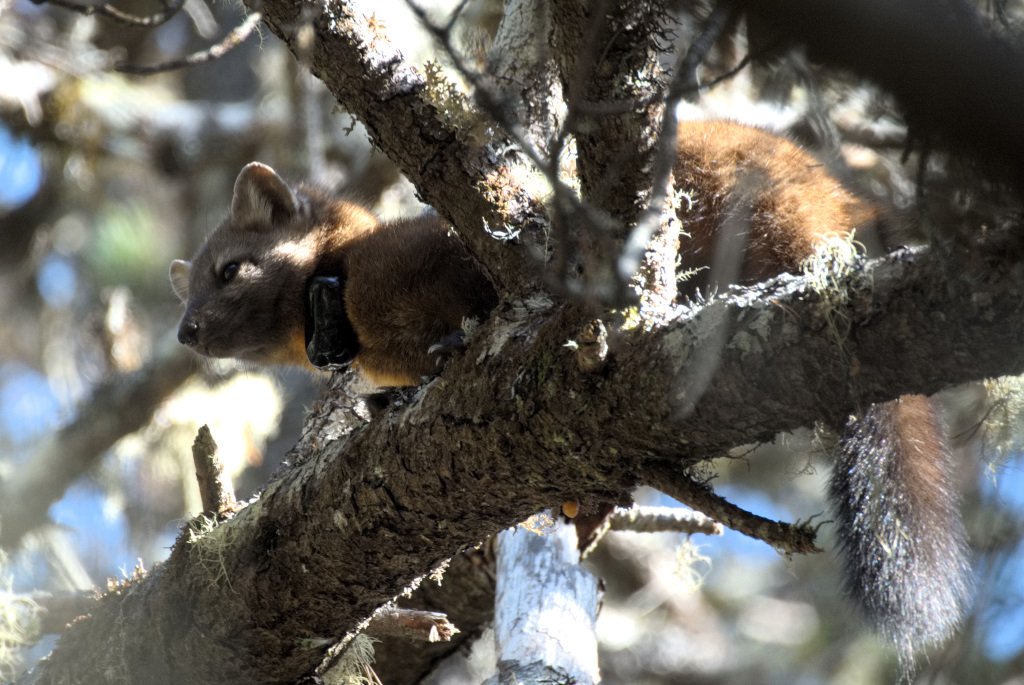 A Humboldt marten sits in a tree branch wearing a tracking collar.