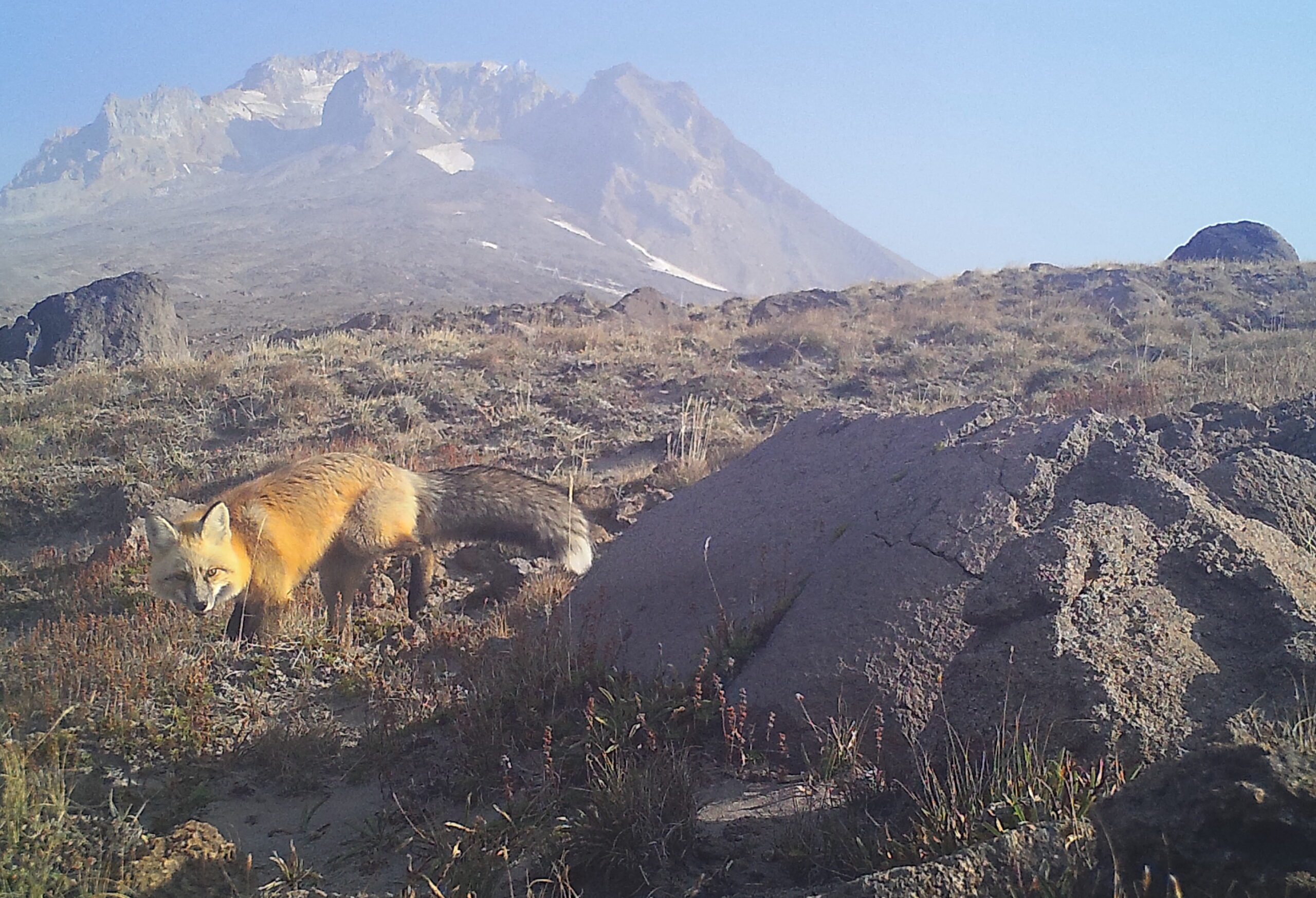 A Sierra Nevada red fox looks toward the camera from a high elevation location on Mount Hood
