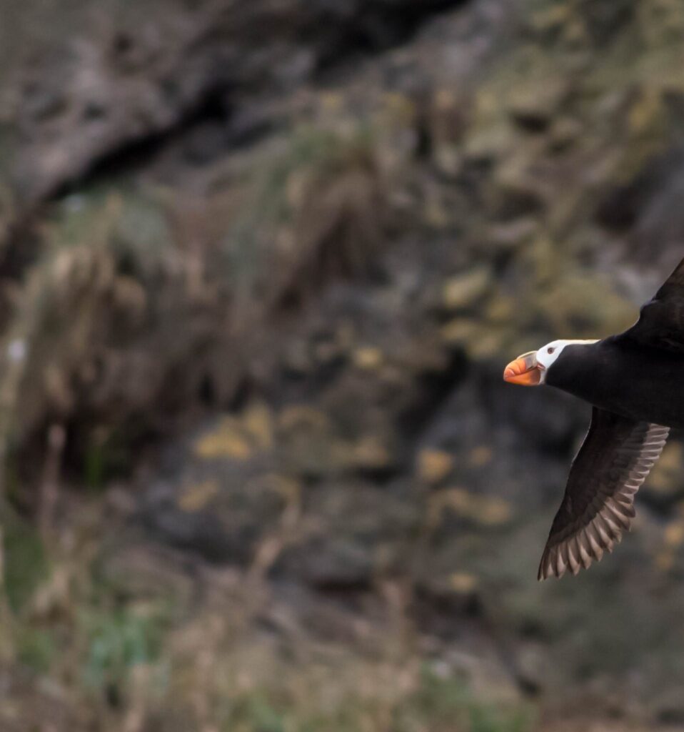 A tufted puffin takes flight in front of a rocky seaside background