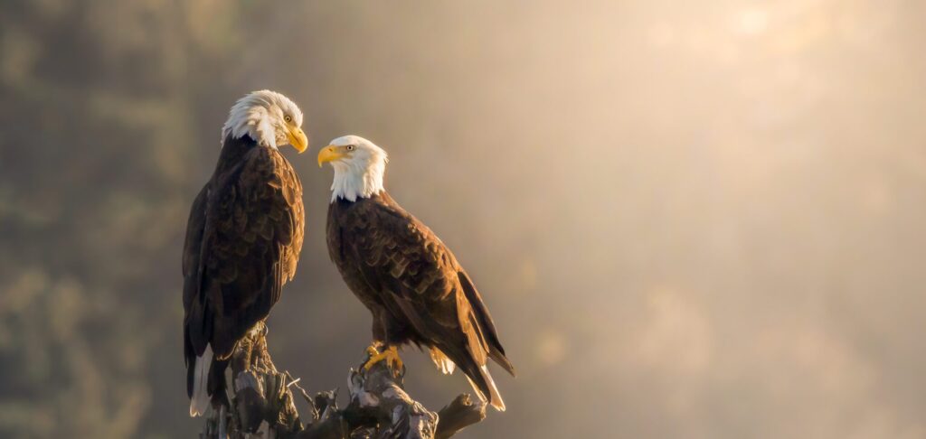 Two bald eagles on the Oregon Coast