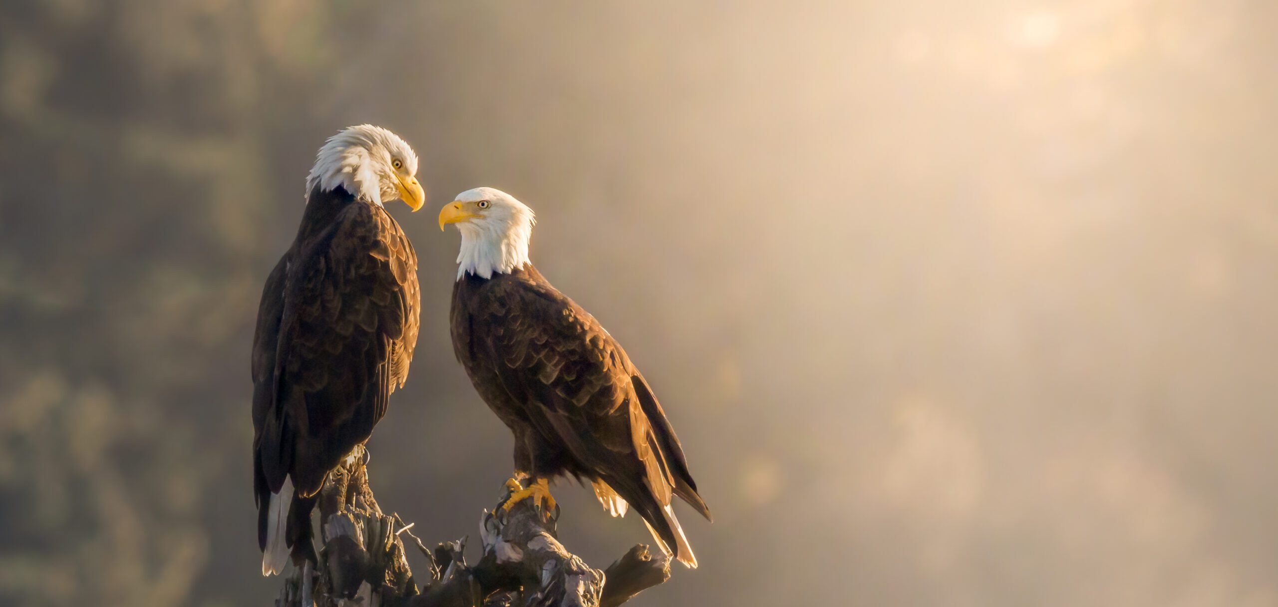 Two bald eagles on the Oregon Coast