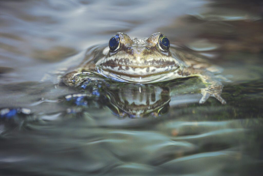 Webcast: The History & Future of Amphibians in Oregon