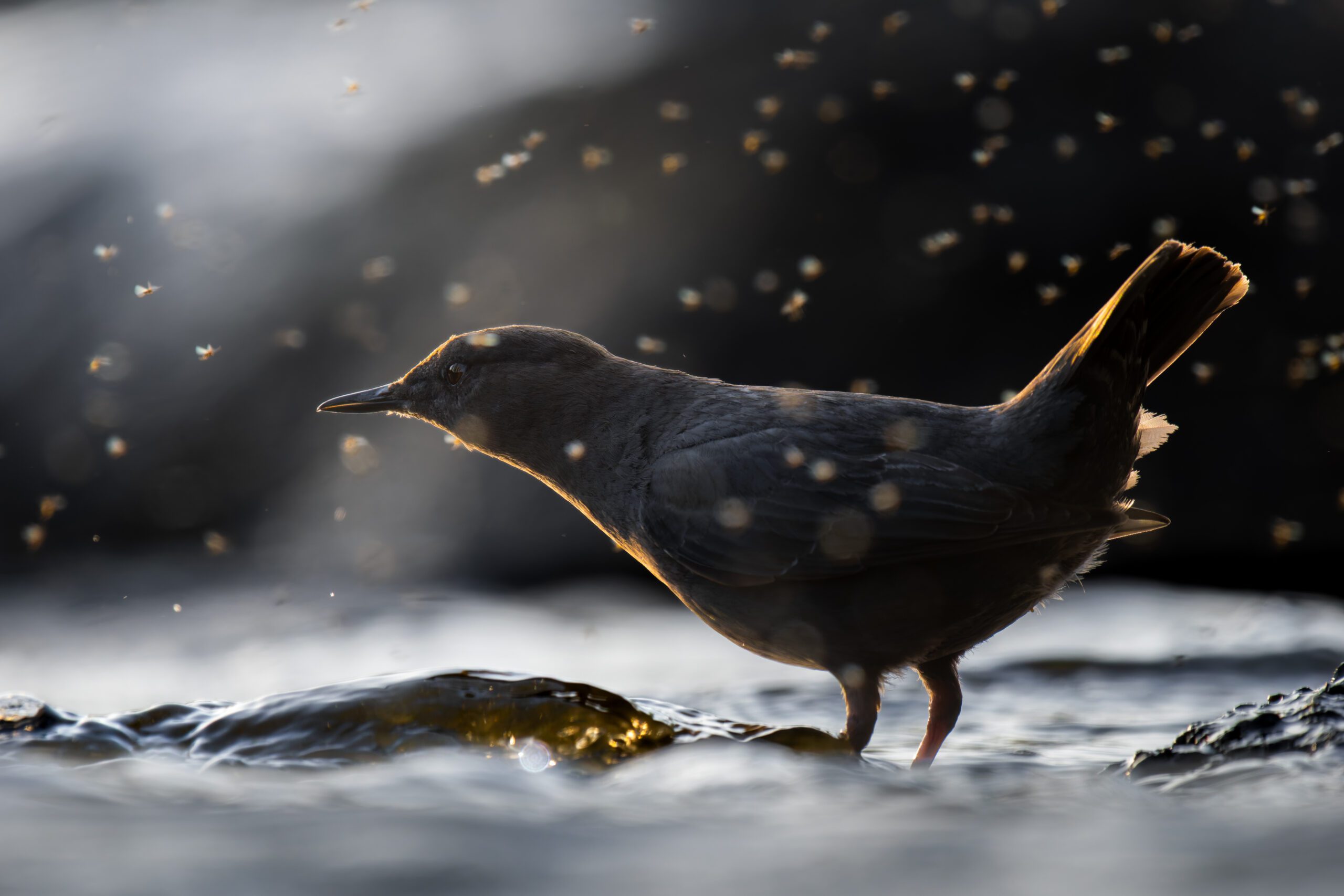 American Dipper by David Willingham