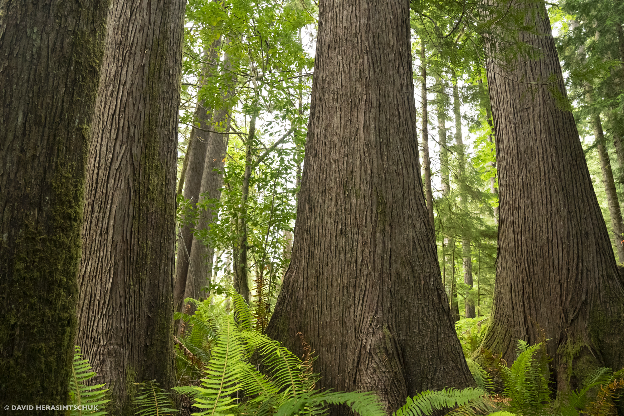Court Halts Old-Growth Logging Sale Challenged by Conservation Groups