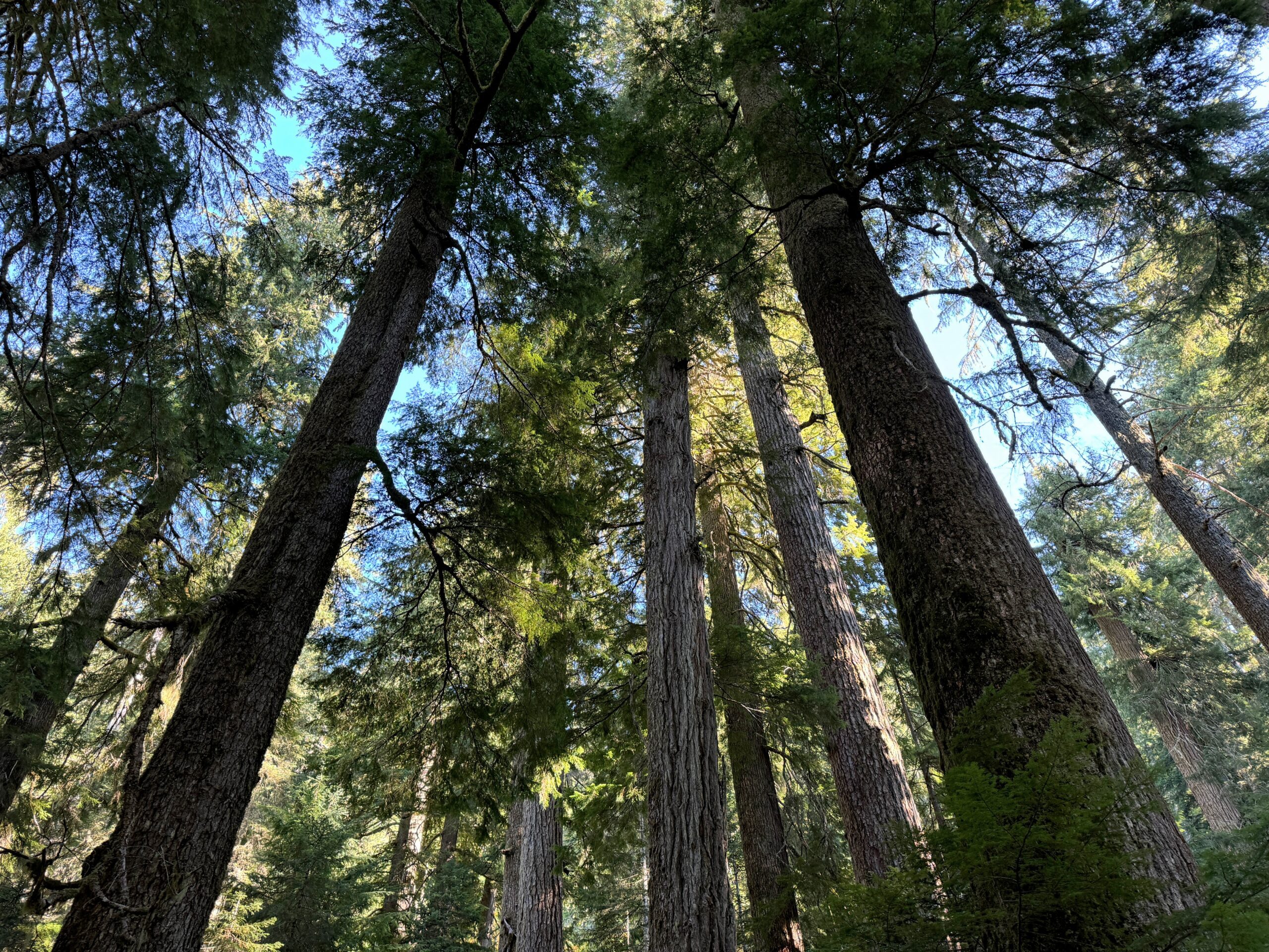 Crabtree Valley canopy on BLM lands by Chandra LeGue