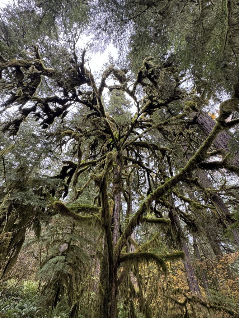 McGowan Creek Old-growth Nature Walk