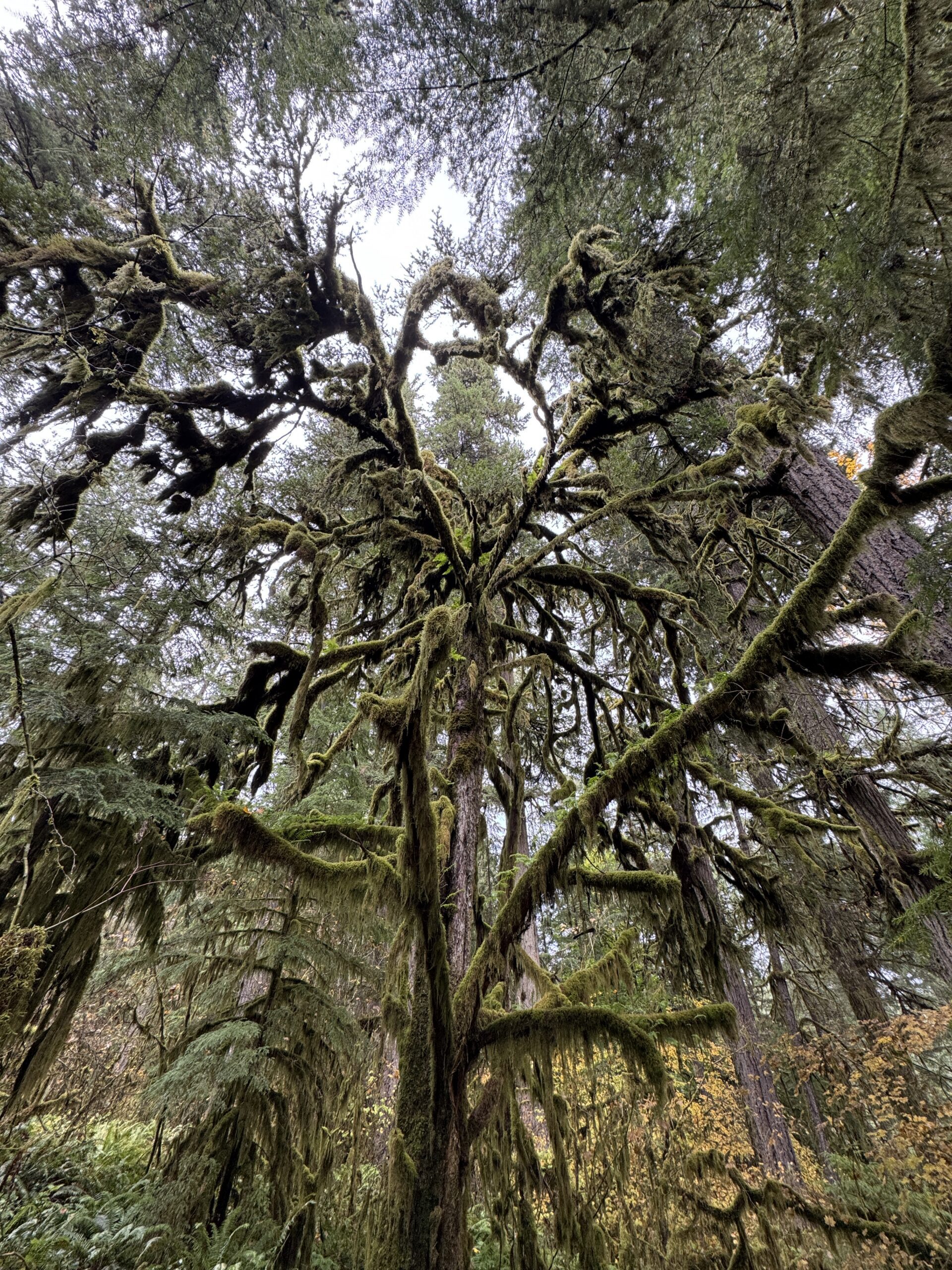 Huge yew tree in McGowan Creek old growth