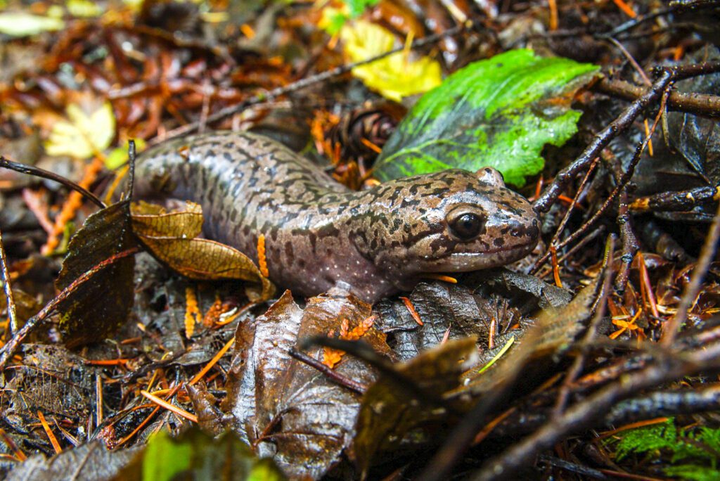 Pacific Giant Salamander by Kayla Sulak