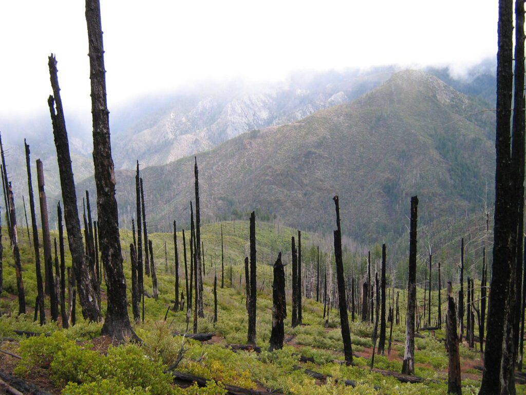 Webcast: Beautifully Burned Forests