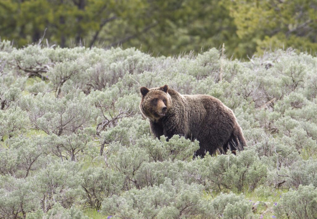 Webcast: Rediscovering Oregon’s Great Bear