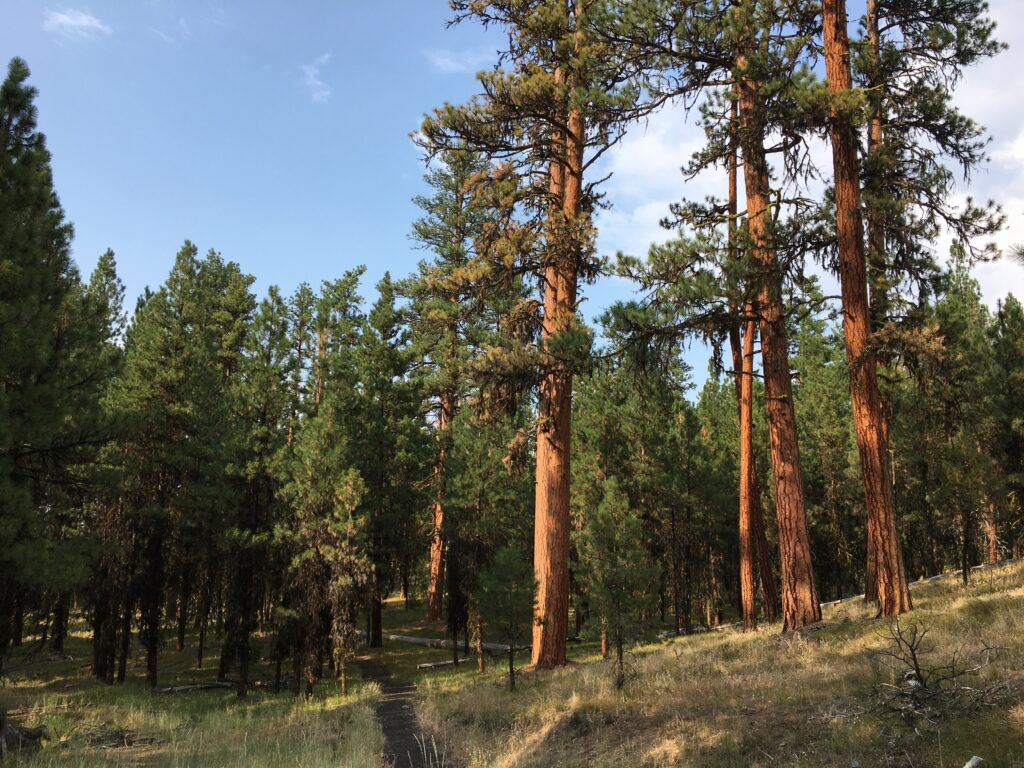 Swick Old-Growth Site Trail with the Old-Growth Forest Network