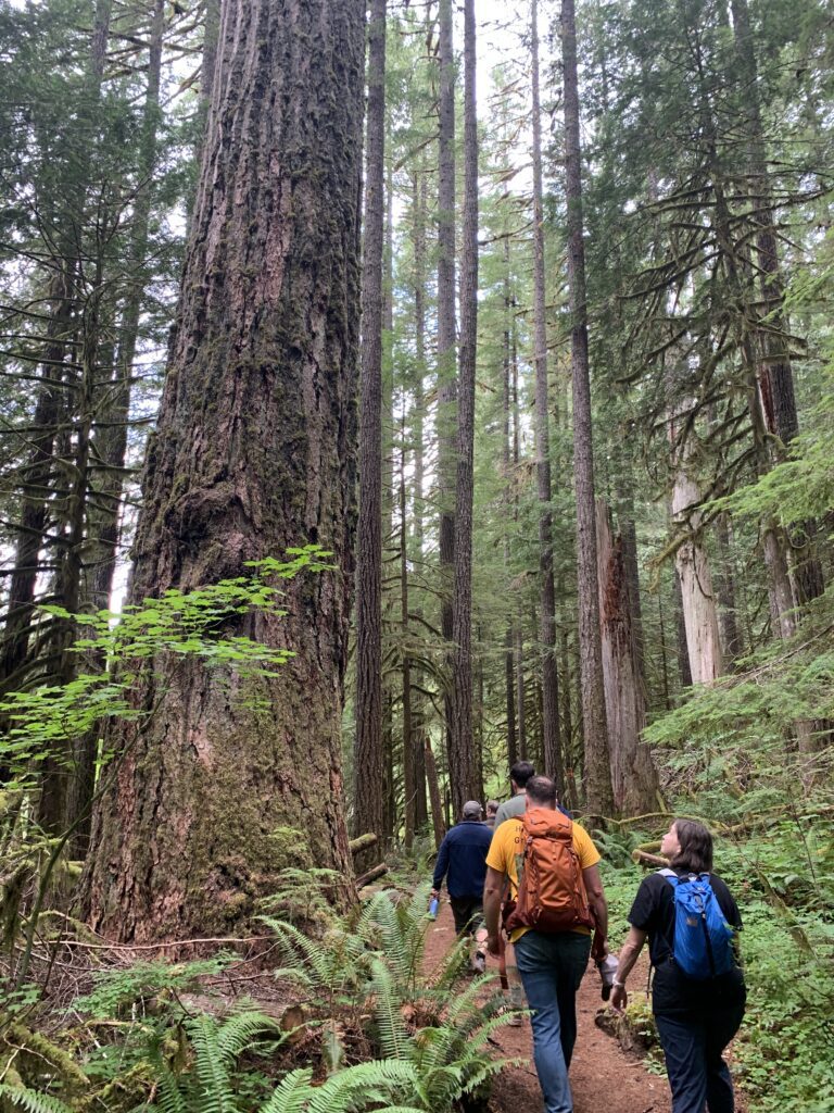 Salmon River Giants Hike
