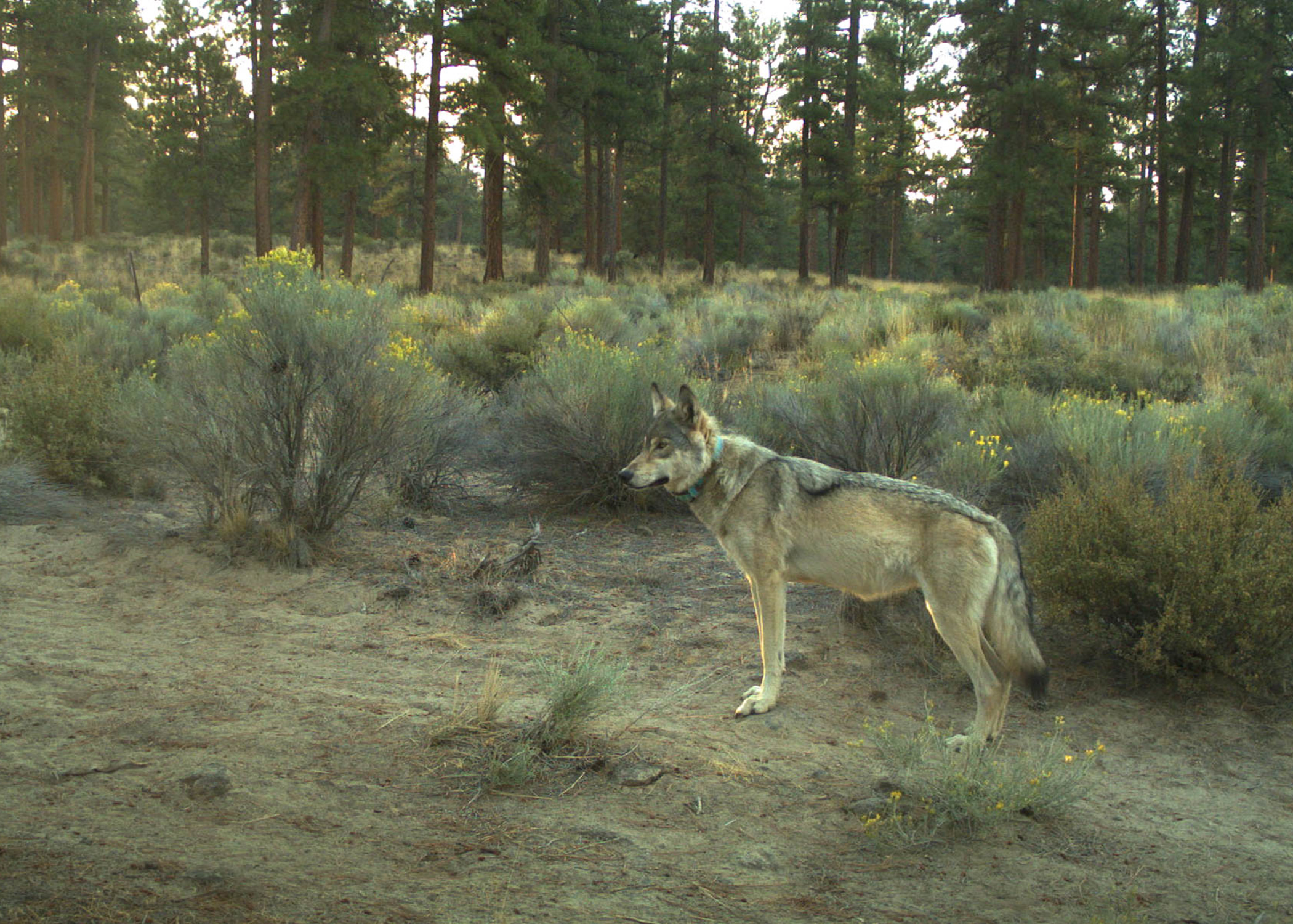 A collared wolf stands in a road in an open ponderosa pine forest