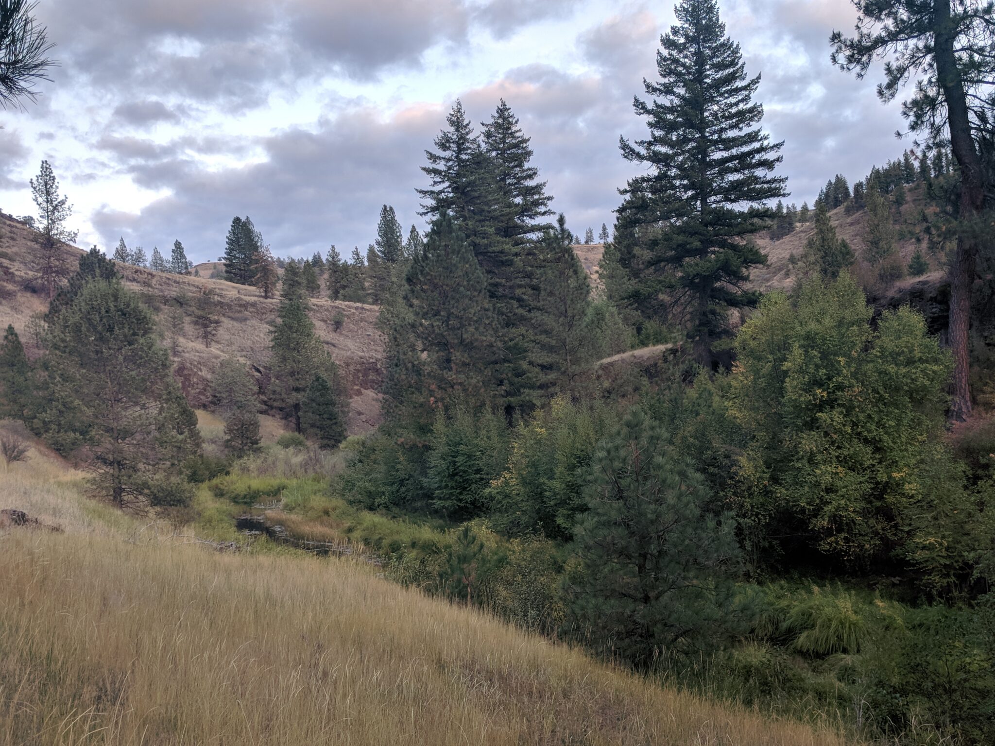 Conservation Groups Challenge Forest Service over Elimination of Elk ...