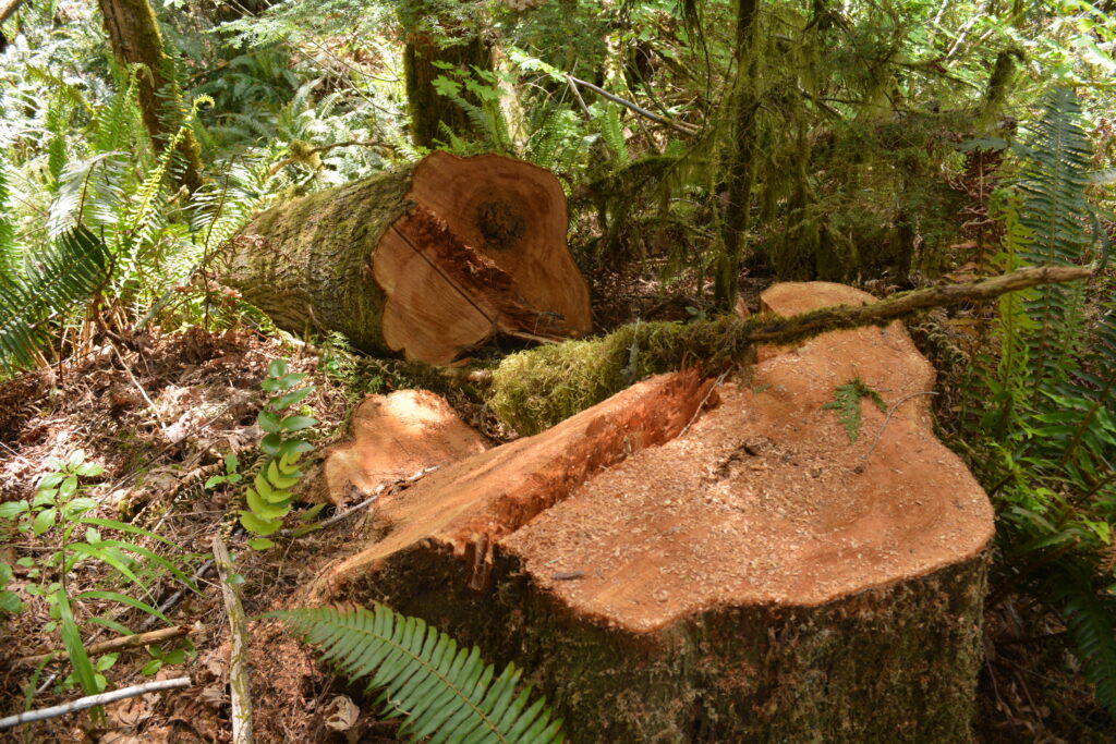 An old-growth tree logged, with a huge stump closest to the camera and the tree fallen away, from the Mean Mustard sale of the Blue and Gold Project on BLM lands near Yoncalla