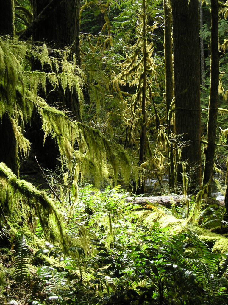 Pride Hike on the Salmon River Trail