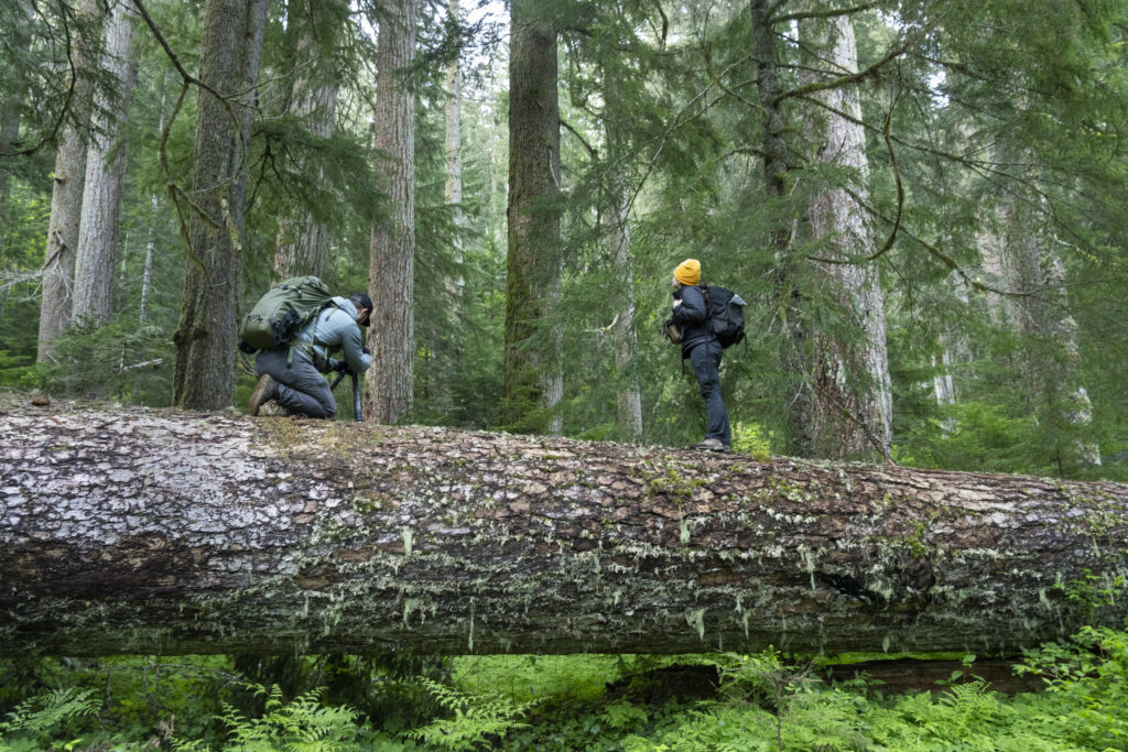 People explore an old-growth forest in Crabtree Valley (by David Herasimtschuk)