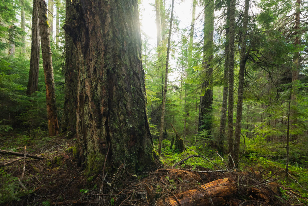 Large trees in the BLM's 42 Divide Project