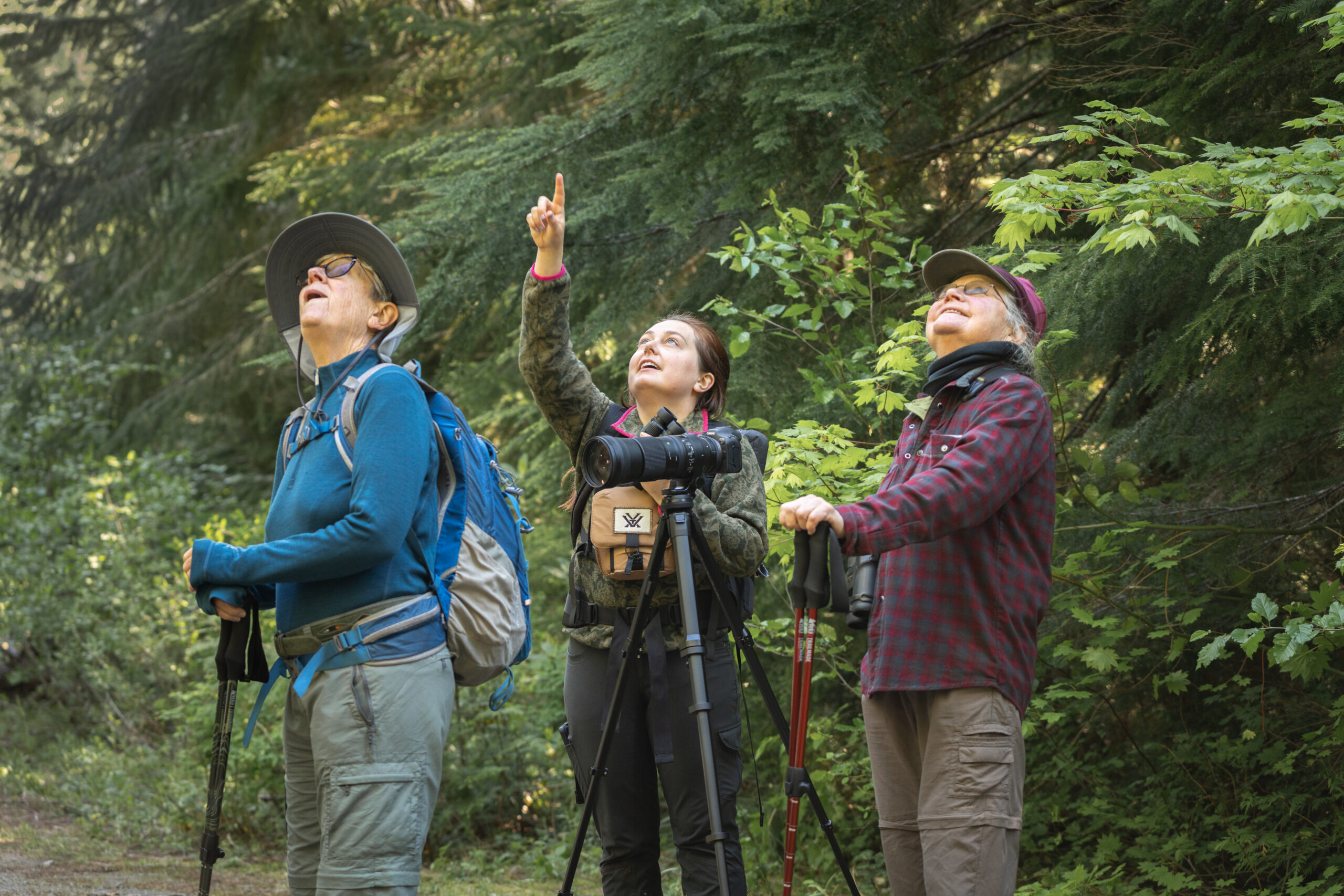 Advocates looking up at the canopy of a forest in Crabtree Valley