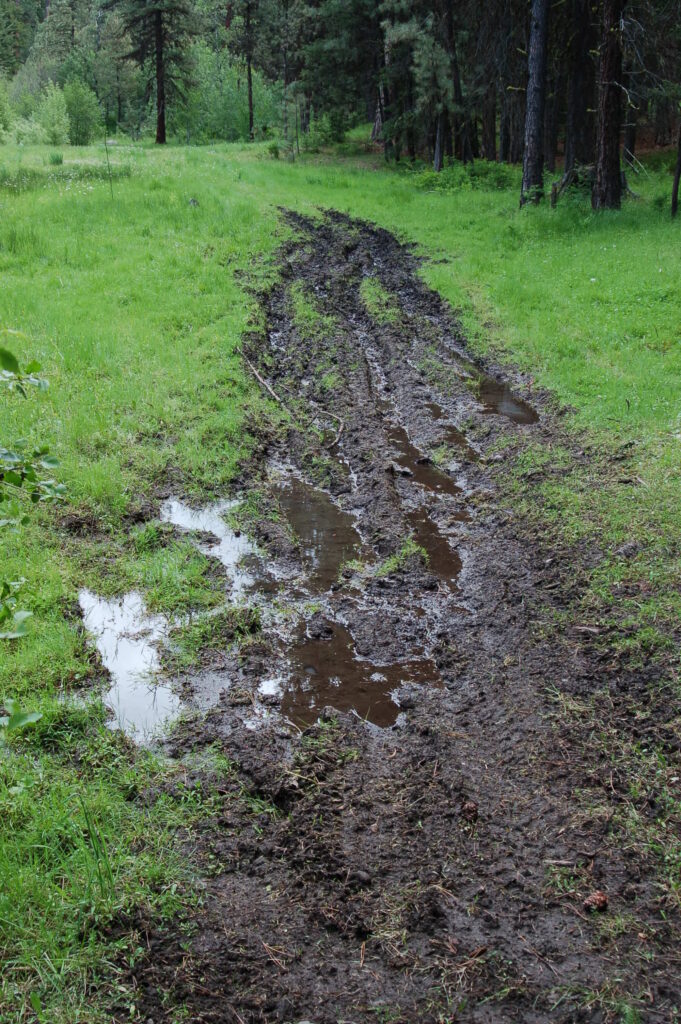 An illegal road through a wet meadow in the Ochoco National Forest