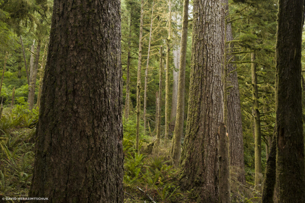 Massive old growth in the Drift Creek Roadless Area by David Herasimtschuk