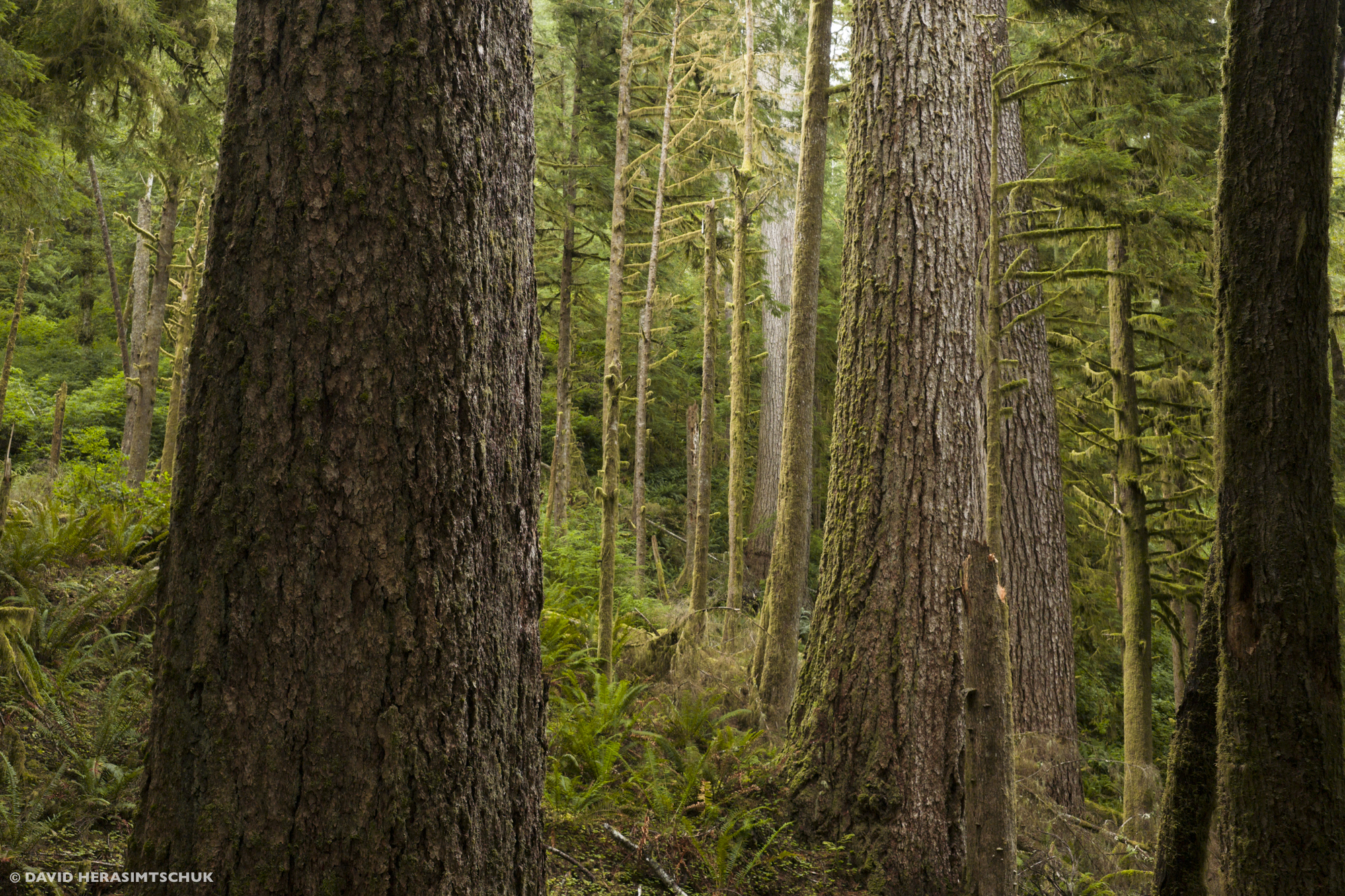 Massive old growth in the Drift Creek Roadless Area by David Herasimtschuk
