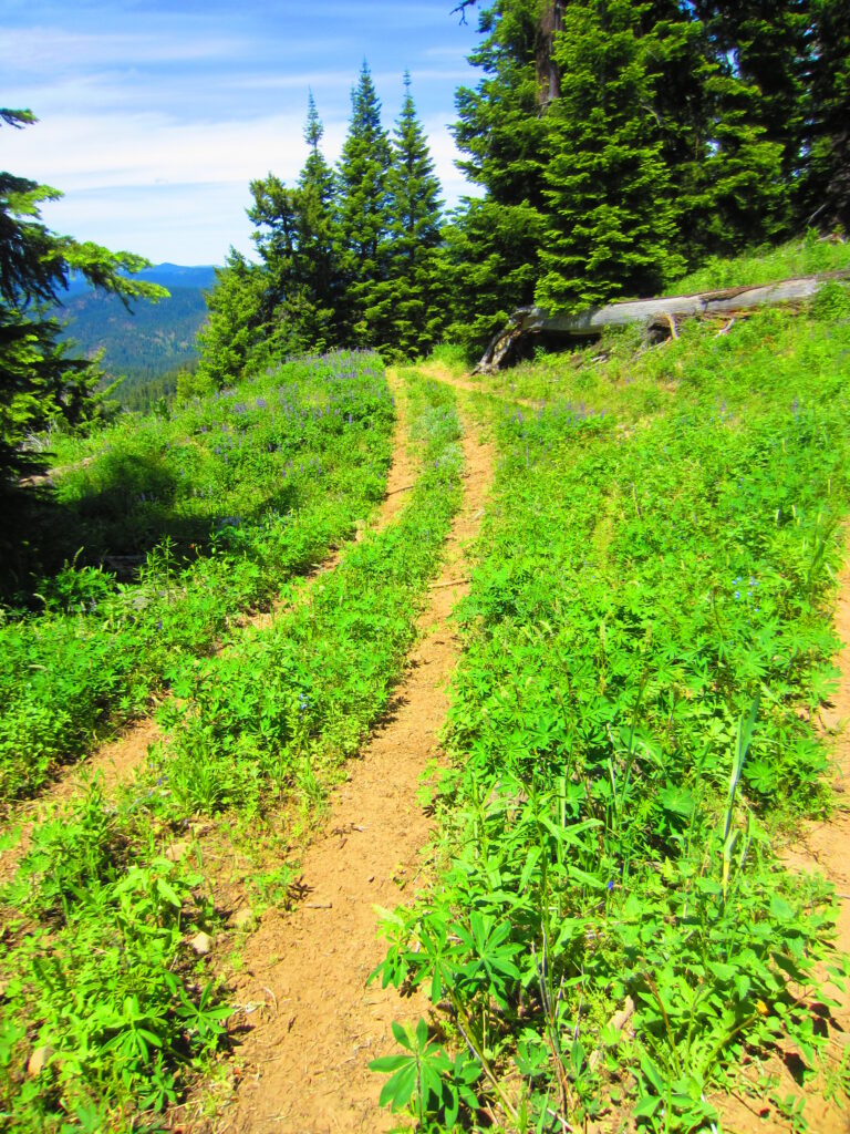 An illegal road through a high elevation prairie on the Ochoco National Forest